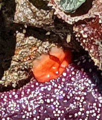 Cnemidocarpa finmarkiensis