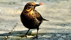 Turdus merula