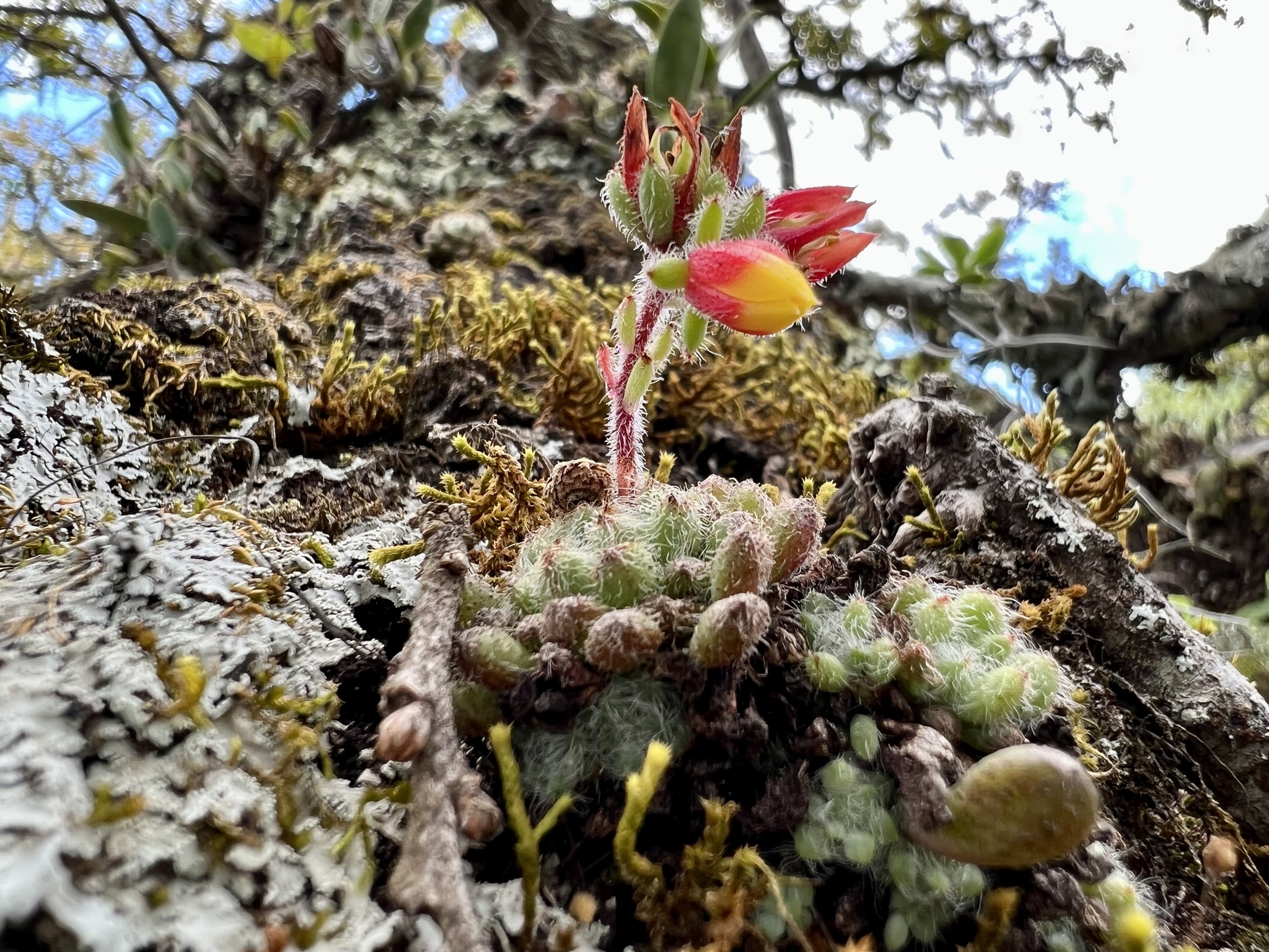 Imagem de Echeveria peluda