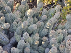 Tephrocactus articulatus