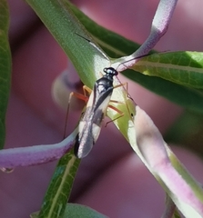 Globiceps flavomaculatus