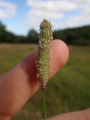 Phleum pratense nodosum