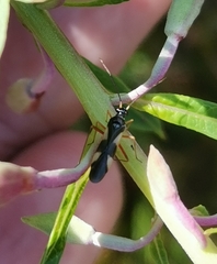 Globiceps flavomaculatus