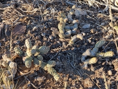 Tephrocactus articulatus