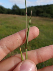 Phleum pratense nodosum