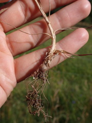Phleum pratense nodosum