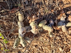 Tephrocactus articulatus