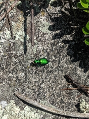 Cicindela denikei