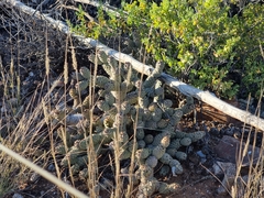 Tephrocactus articulatus
