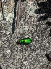 Cicindela denikei