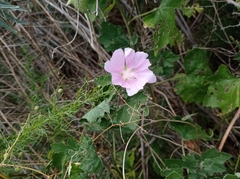Malva thuringiaca