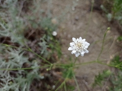 Cephalaria transsylvanica