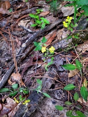 Lysimachia radicans