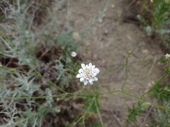Cephalaria transsylvanica