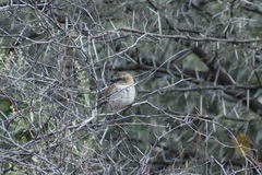 Passer motitensis