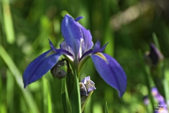 Iris giganticaerulea