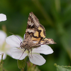 Drasteria divergens