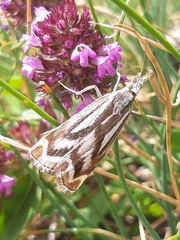 Catoptria luctiferella
