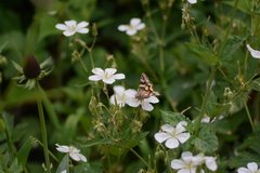 Drasteria divergens