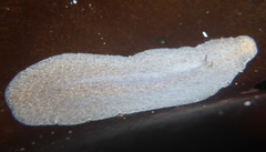 Kaburakia excelsa