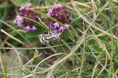 Catoptria luctiferella