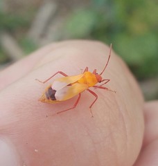 Tropidothorax sternalis