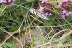 Catoptria luctiferella