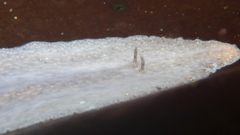 Kaburakia excelsa