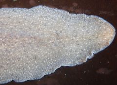 Kaburakia excelsa