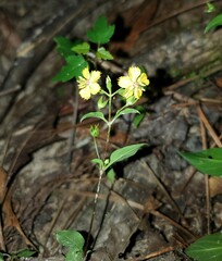 Lysimachia radicans