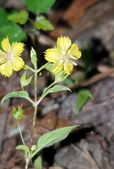 Lysimachia radicans