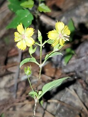 Lysimachia radicans