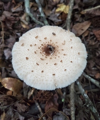 Chlorophyllum subrhacodes