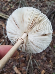 Chlorophyllum subrhacodes