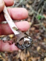 Chlorophyllum subrhacodes
