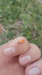 Tropidothorax sternalis