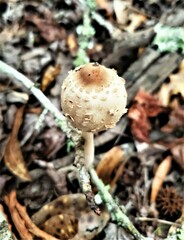 Chlorophyllum subrhacodes