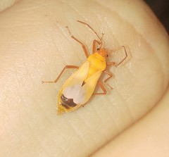 Tropidothorax sternalis