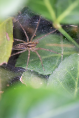 Agelenopsis