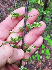 Taxodiomyia cupressi
