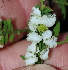 Taxodiomyia cupressi