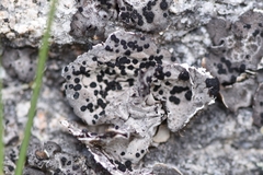 Umbilicaria virginis