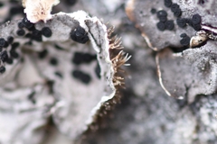 Umbilicaria virginis