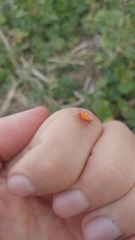 Tropidothorax sternalis