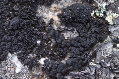 Pseudephebe minuscula