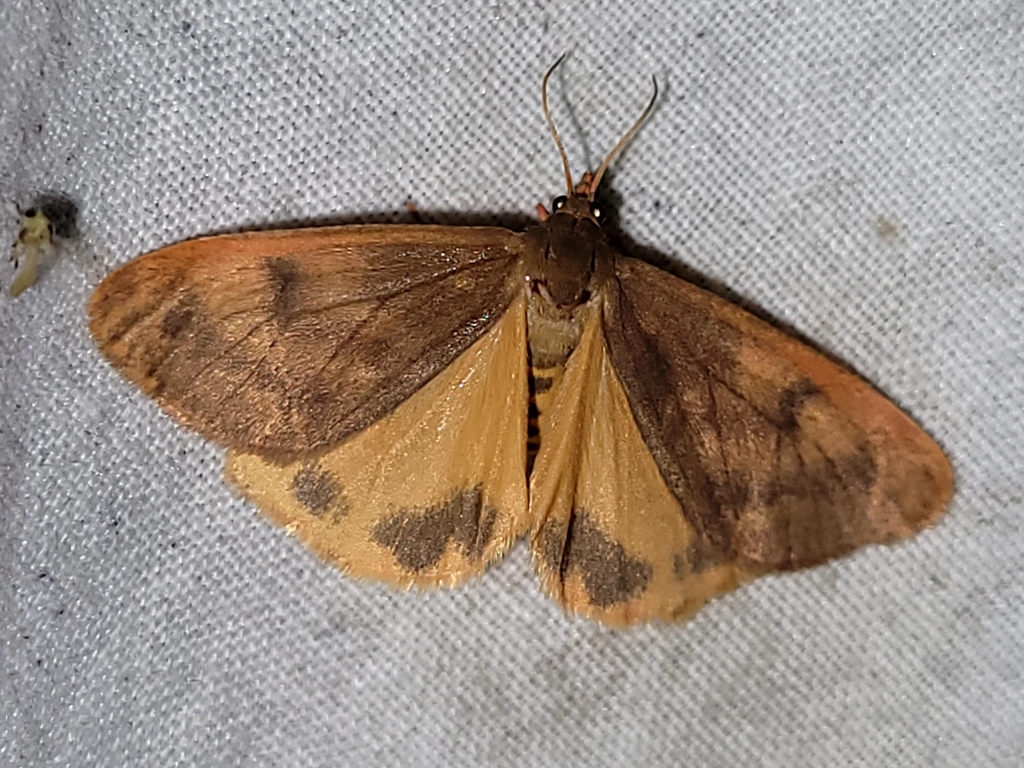 Rusty Virbia Moth
