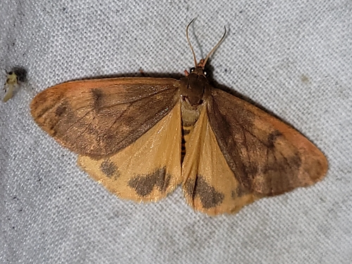 Rusty Virbia Moth