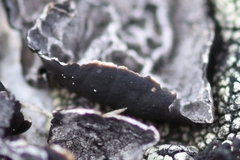 Umbilicaria decussata