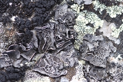 Umbilicaria decussata