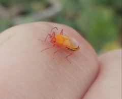 Tropidothorax sternalis